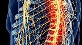 Timeline: Un poco de historia sobre el estudio del sistema nevioso