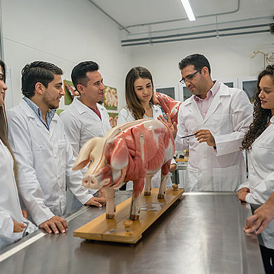 Timeline: HISTORIA DE LA MEDICINA VETERINARIA