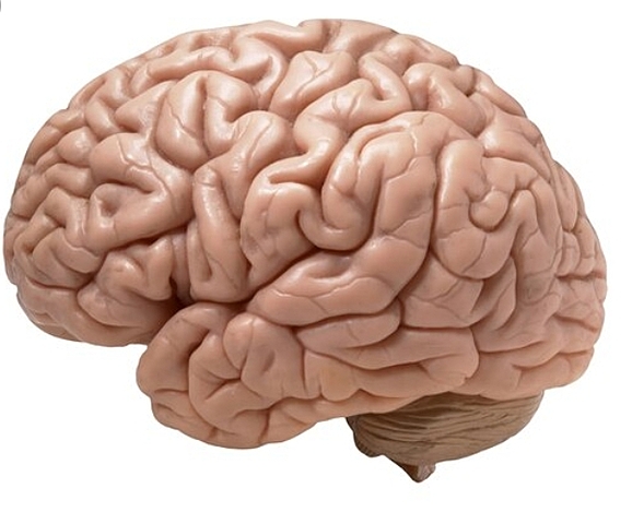 Estudios del cerebro