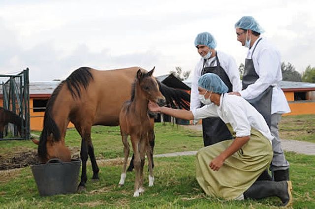 Aniversario De La Medicina Veterinaria Y Zootecnia