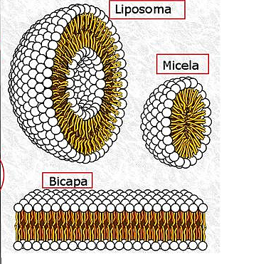 DESARROLLO EN EL EMBARAZO