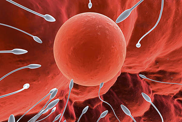 Desarrollo del embarazo