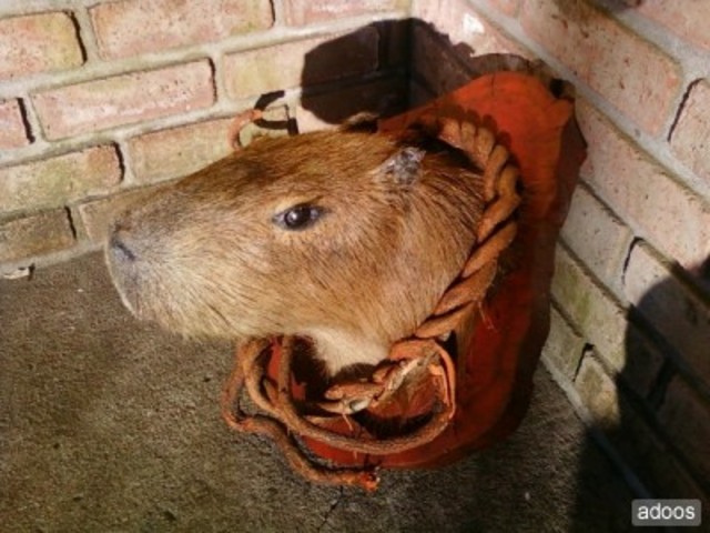 Arribada amb la tribu