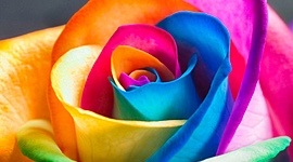 Timeline: entorno animal