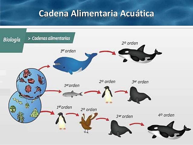 cadena alimenticia acuatica