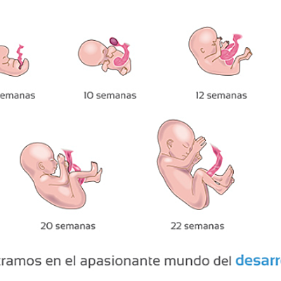 Timeline: Desarrollo en el embarazo