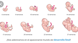Timeline: Desarrollo en el embarazo