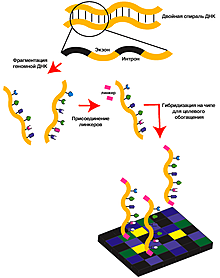Появление технологий секвенирования