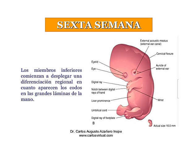 Desarrollo del embarazo
