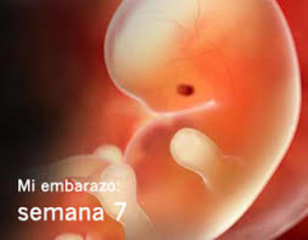 Desarrollo del embarazo