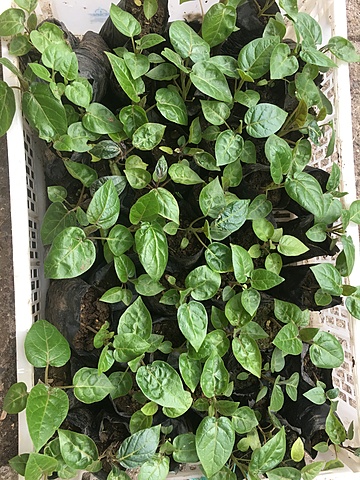 Adquirí los materiales