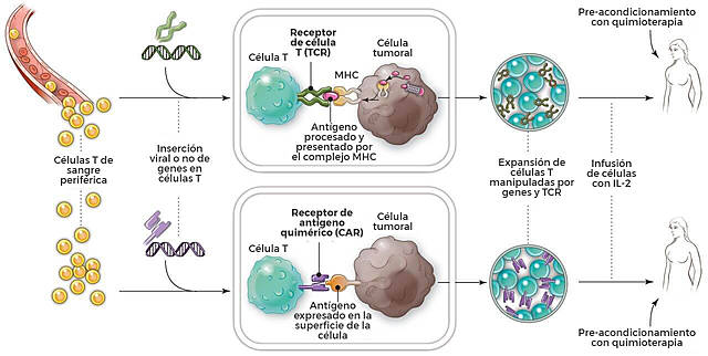 Primera creación exitosa de células tumorales: