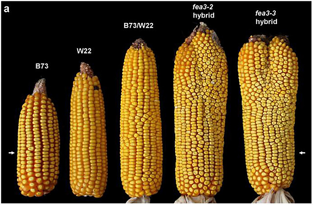Corn starts its evolution