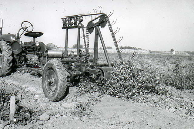 Tomatoes are mechanically harvested