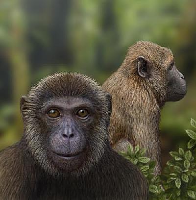 PRIME SCIMMIE ANTROPOMORFE