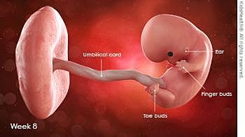 Desarrollo del embarazo