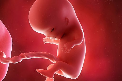 Desarrollo del embarazo