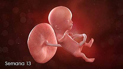 Desarrollo del embarazo