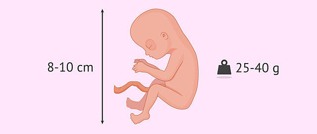 Desarrollo del embarazo