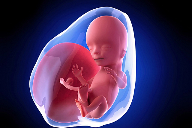 Desarrollo del embarazo