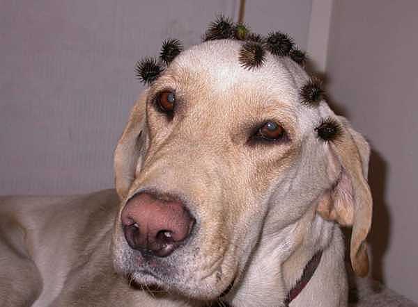 Жорж де Местраль и его застёжка-липучка