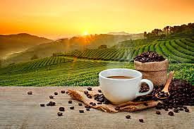 El café en la sociedad colombiana.