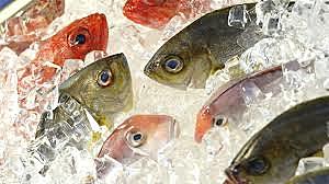 Se emplea la congelación artificial en EUA del pescado  1865