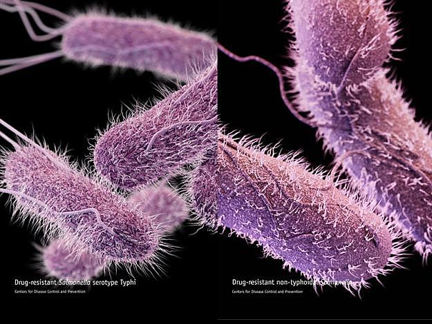 Salmonella