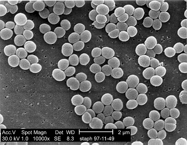 Staphylococcus