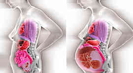 Timeline: DESARROLLO EN EL EMBARAZO