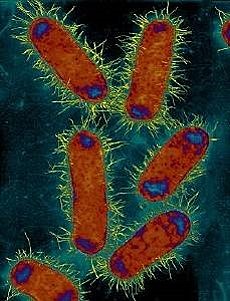 E. Coli