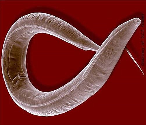 Caenorhabditis elegans