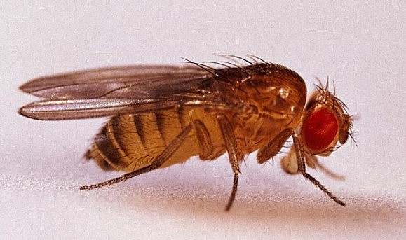 Drosophila