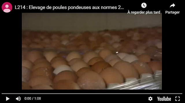 Enquête dans un élevage