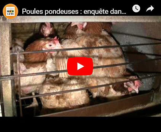 Enquête dans un élevage