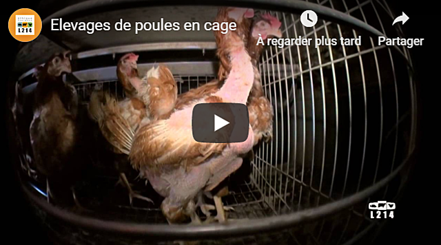 Enquête dans 4 élevages - dépôt de plainte auprès du Tribunal de grande instance et de la commission européenne 104 260