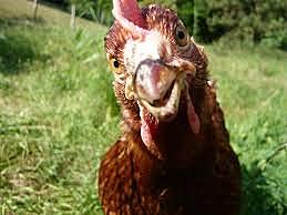 La marque Matines décide ne plus se fournir dans l'élevage impliqué