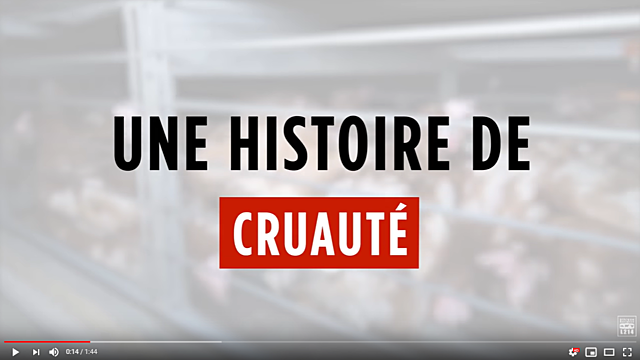 Enquête dans un élevage