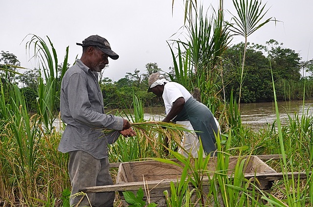 Reconocimiento de las tierras de comunidades negras