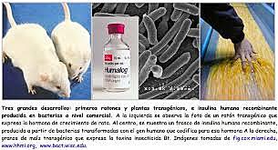 Primera patente en la historia de un ratón alterado genéticamente