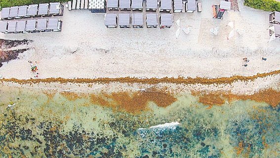 Sargazo en las playas de Quintana Roo