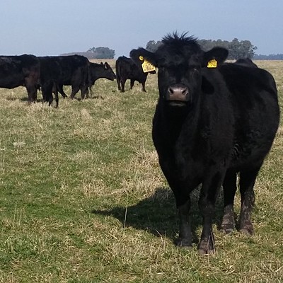 Timeline: Evolución de la producción bovina en Argentina