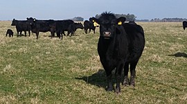 Timeline: Evolución de la producción bovina en Argentina