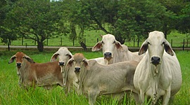 Timeline: Evolución de la producción bovina en Argentina