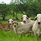 Ganaderia bovina