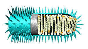 Continuación de la época de oro de la microbiología