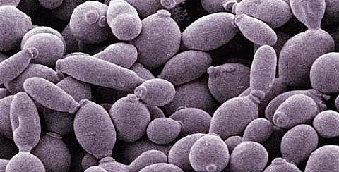 ANTON VAN LEEWENHOEK