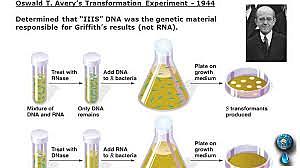 OSWALD AVERY Y MACLYN MACARTY