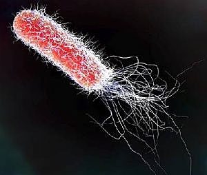 DESCUBRIMIENTO DE LA E COLI