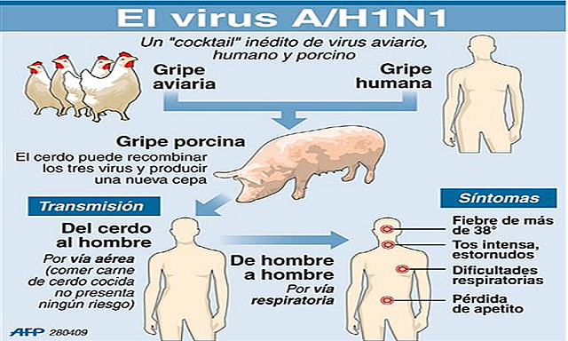 GRIPA PORCINA AH1N1